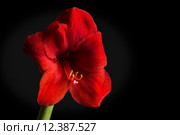 Red amaryllis flower on black background. Hippeastrum hortorum. Amaryllis are known as belladonna lily, Jersey lily, naked lady, Amarillo or, in South Africa, March lily. Стоковое фото, фотограф Nicola Galiero / PantherMedia / Фотобанк Лори