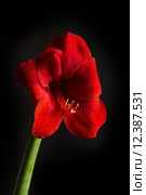 Red amaryllis flower on black background. Hippeastrum hortorum. Amaryllis are known as belladonna lily, Jersey lily, naked lady, Amarillo or, in South Africa, March lily. Стоковое фото, фотограф Nicola Galiero / PantherMedia / Фотобанк Лори