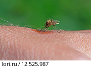 Комар-пискун или комар обыкновенный (Culex pipiens). Самка комара питающаяся кровью на теле человека. Стоковое фото, фотограф Евгений Мухортов / Фотобанк Лори