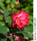 Роза кустарниковая Марсель ан Флёрс (лат. Marseille en Fleurs), Massad, Petales de Roses, 2009. Стоковое фото, фотограф lana1501 / Фотобанк Лори