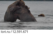 Гризли дерутся в воде. Стоковое видео, видеограф DPS / Фотобанк Лори