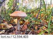 Leccinium scabrum. Стоковое фото, фотограф Сергей Пристяжнюк (Serg Zastavkin) / Фотобанк Лори