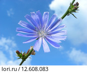 Цикорий обыкновенный (лат. Cichorium intybus L) Стоковое фото, фотограф lana1501 / Фотобанк Лори