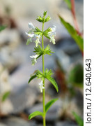 Чистец пушистый (Stachys pubescens). Верхушка растения, Краснодарский край. Стоковое фото, фотограф Григорий Писоцкий / Фотобанк Лори