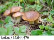 Грибы маслята (лат. Suillus luteus ) Стоковое фото, фотограф Елена Коромыслова / Фотобанк Лори