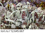 Кладония. Cladonia floerkeana. Стоковое фото, фотограф Григорий Писоцкий / Фотобанк Лори