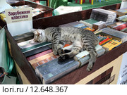Кот - любитель зарубежной классики спит на книжном развале (2015 год). Редакционное фото, фотограф A Челмодеев / Фотобанк Лори