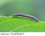 Гусеница семейства пяденицы (Geometridae) Стоковое фото, фотограф Галина Савина / Фотобанк Лори