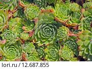 Молодило или Каменная роза (Sempervivum). Крупный план,вид сверху. Стоковое фото, фотограф Евгений Мухортов / Фотобанк Лори