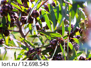 Closeup of soap mallee plant. Стоковое фото, фотограф Яков Филимонов / Фотобанк Лори