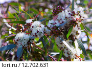 Closeup of blossoming soap mallee. Стоковое фото, фотограф Яков Филимонов / Фотобанк Лори