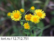 Девясил британский Inula britannica L. Цветы растения крупным планом на Алтае. Стоковое фото, фотограф Григорий Писоцкий / Фотобанк Лори