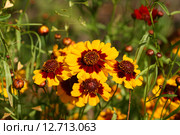 Яркие желтые цветы. Кореопсис красильный Меценат (Coreopsis tinctoria) Стоковое фото, фотограф Щеголева Ольга / Фотобанк Лори