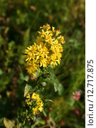 Цветет Золотарник обыкновенный (Золотая розга, Solidago virgaurea L.) Стоковое фото, фотограф Щеголева Ольга / Фотобанк Лори