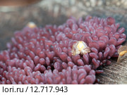 Аскомицеты Ascocoryne sarcoides, макросъёмка. Стоковое фото, фотограф Александр Курлович / Фотобанк Лори