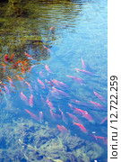 Нерка - кокани (Kokanee, Oncorhynchus nerka) идет на нерест (2015 год). Стоковое фото, фотограф Ирина Кожемякина / Фотобанк Лори