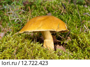 Моховик (лат. Xerocomus) в лесу. Стоковое фото, фотограф Елена Коромыслова / Фотобанк Лори