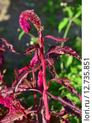Амарант (лат. Amaranthus) Стоковое фото, фотограф lana1501 / Фотобанк Лори