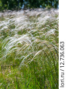 Ковыль-волосатик или Ковыль волосовидный, или Тырса ( Stipa capillata) — многолетнее однодольное травянистое растение. Стоковое фото, фотограф Евгений Мухортов / Фотобанк Лори