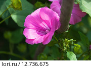 Розовая Хатьма, или Лаватера (Lavatera) Стоковое фото, фотограф Алёшина Оксана / Фотобанк Лори