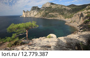 Крым. Сосна на фоне моря, Царский пляж и гора Караул-Оба (2015 год). Стоковое видео, видеограф Яна Королёва / Фотобанк Лори
