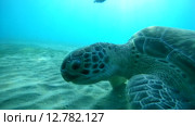Зелёная морская черепаха или суповая черепаха (Chelonia mydas). Красное море, Марса-эль-Алам, бухта Абу-Дабаб, Египет. Стоковое видео, видеограф Некрасов Андрей / Фотобанк Лори