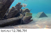 Гигантская мурена (Gymnothorax javanicus) прячется под затонувим судном, Красное море, Марса-эль-Алам, бухта Абу-Дабаб, Египет. Стоковое видео, видеограф Некрасов Андрей / Фотобанк Лори