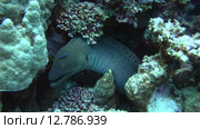 Гигантская мурена (Gymnothorax javanicus) прячется в коралловом рифе, Красное море, Марса-эль-Алам, бухта Абу-Дабаб, Египет. Стоковое видео, видеограф Некрасов Андрей / Фотобанк Лори