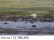 Крупное береговое лежбище моржей и белый медведь на архипелаге Новая Земля. Стоковое фото, фотограф Николай Гернет / Фотобанк Лори