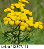 Пижма обыкновенная (лат. Tanacetum vulgare) с жуком-пожарником или мягкотелкой красноногой (лат. Cantharis rustica) Стоковое фото, фотограф Елена Коромыслова / Фотобанк Лори