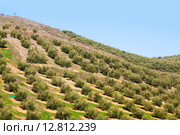 olives plant at hill fields. Стоковое фото, фотограф Яков Филимонов / Фотобанк Лори
