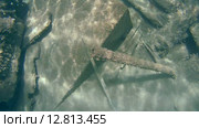 Рыба-флейта, или морская свистулька (Aulostomus chinensis) плывет над затонувшим деревянным судном, Красное море, Марса-эль-Алам, бухта Абу-Дабаб, Енмпет. Стоковое видео, видеограф Некрасов Андрей / Фотобанк Лори