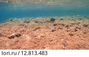 Рыба-флейта, или морская свистулька (Aulostomus chinensis) плывет рядом с коралловым рифом, Красное море, Марса-эль-Алам, бухта Абу-Дабаб, Енмпет. Стоковое видео, видеограф Некрасов Андрей / Фотобанк Лори