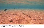 Рыба-флейта, или морская свистулька (Aulostomus chinensis) плывет рядом с коралловым рифом, Красное море, Марса-эль-Алам, бухта Абу-Дабаб, Енмпет. Стоковое видео, видеограф Некрасов Андрей / Фотобанк Лори