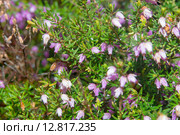Красивые цветы. Эрика травяная 'Myretoun Ruby' Стоковое фото, фотограф Pukhov K / Фотобанк Лори