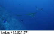 Большая стая пятнистых скатов орляков (Aetobatus narinari) плывет в толще воды, Индийский океан, Мальдивские острова. Стоковое видео, видеограф Некрасов Андрей / Фотобанк Лори