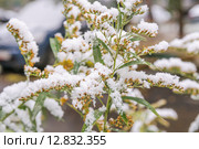 Цветы Горца японского (Reynoutria japonica, Polygonum sachalinensis) в снегу. Стоковое фото, фотограф Алёшина Оксана / Фотобанк Лори