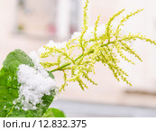 Горец японский (Reynoutria japonica, Polygonum sachalinensis) в октябре. Стоковое фото, фотограф Алёшина Оксана / Фотобанк Лори