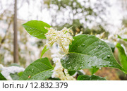 Горец японский (Reynoutria japonica, Polygonum sachalinensis) в снегу. Стоковое фото, фотограф Алёшина Оксана / Фотобанк Лори