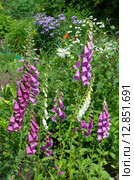 Наперстянка (лат. Digitalis purpurea) в саду. Стоковое фото, фотограф Елена Коромыслова / Фотобанк Лори