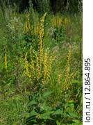 Коровяк пирамидальный (лат. Verbascum pyramidatum) Стоковое фото, фотограф Елена Коромыслова / Фотобанк Лори