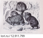 Абиссинский даман (Hyrax abyssinicus)- рисунок из книги А. Брэма "Жизнь животных" 1896г. Стоковая иллюстрация, иллюстратор Вера Смолянинова / Фотобанк Лори