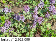 Хохлатка Галлера, или Хохлатка плотная (лат. Corydalis halleri, Corydalis solida ) Стоковое фото, фотограф Елена Коромыслова / Фотобанк Лори