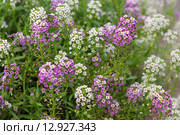 Лобулярия морская — L. maritima Desv. (syn. Алиссум морской — Alyssum maritimum Lam.) Стоковое фото, фотограф Ирина Водяник / Фотобанк Лори