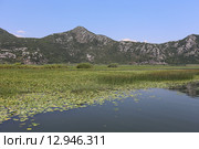 Красивое Скадарское озеро, Черногория (2015 год). Стоковое фото, фотограф Алексей Гусев / Фотобанк Лори