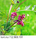 Чина гороховидная (Lathyrus pisiformis) Стоковое фото, фотограф Евгений Мухортов / Фотобанк Лори