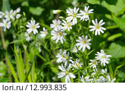 Звездчатка лесная, или дубравная (лат. Stellaria nemorum) Стоковое фото, фотограф Елена Коромыслова / Фотобанк Лори