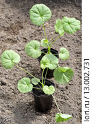 Рассада Пеларгонии зональной (лат. Pelargonium zonale) перед посадкой в открытый грунт. Стоковое фото, фотограф Елена Коромыслова / Фотобанк Лори