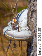 Гриб трутовик настоящий (Fomes fomentarius) на стволе берёзы. Стоковое фото, фотограф Евгений Мухортов / Фотобанк Лори