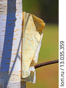 Берёза (Betula). Ствол молодой берёзы с отслоившейся берестой. Стоковое фото, фотограф Евгений Мухортов / Фотобанк Лори